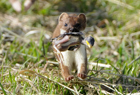 Stoat 102074.jpg